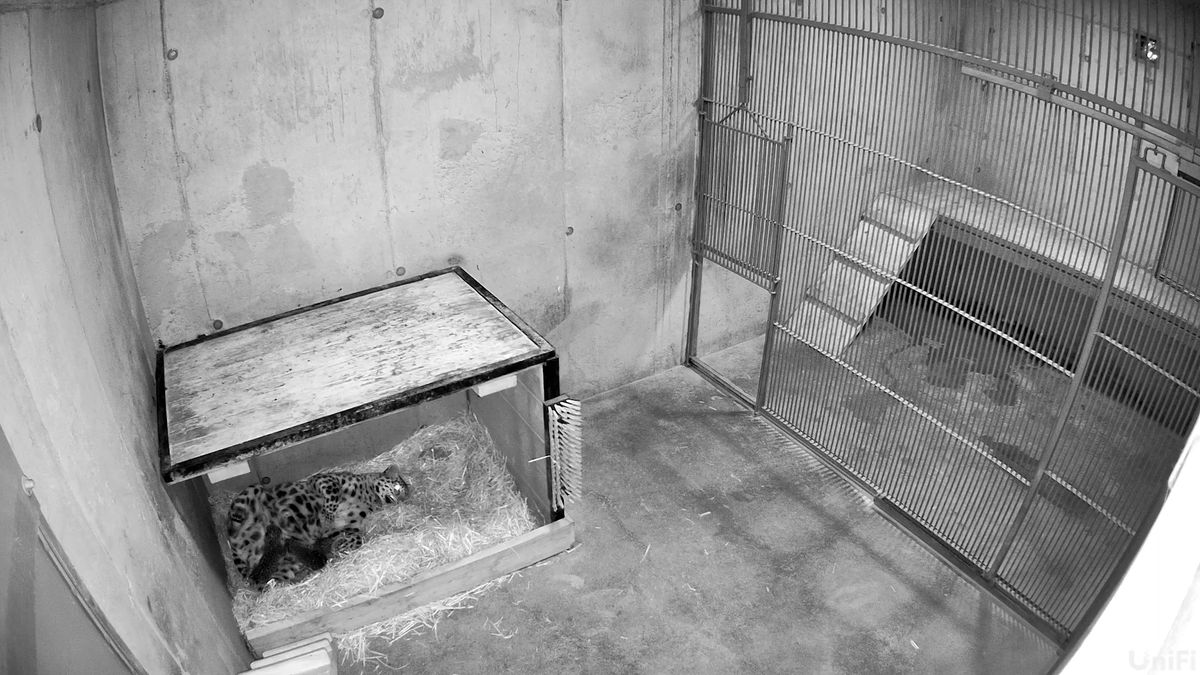 Narodila se trojčata. Po deseti letech má olomoucká zoo mláďata vzácných levhartů mandžuských